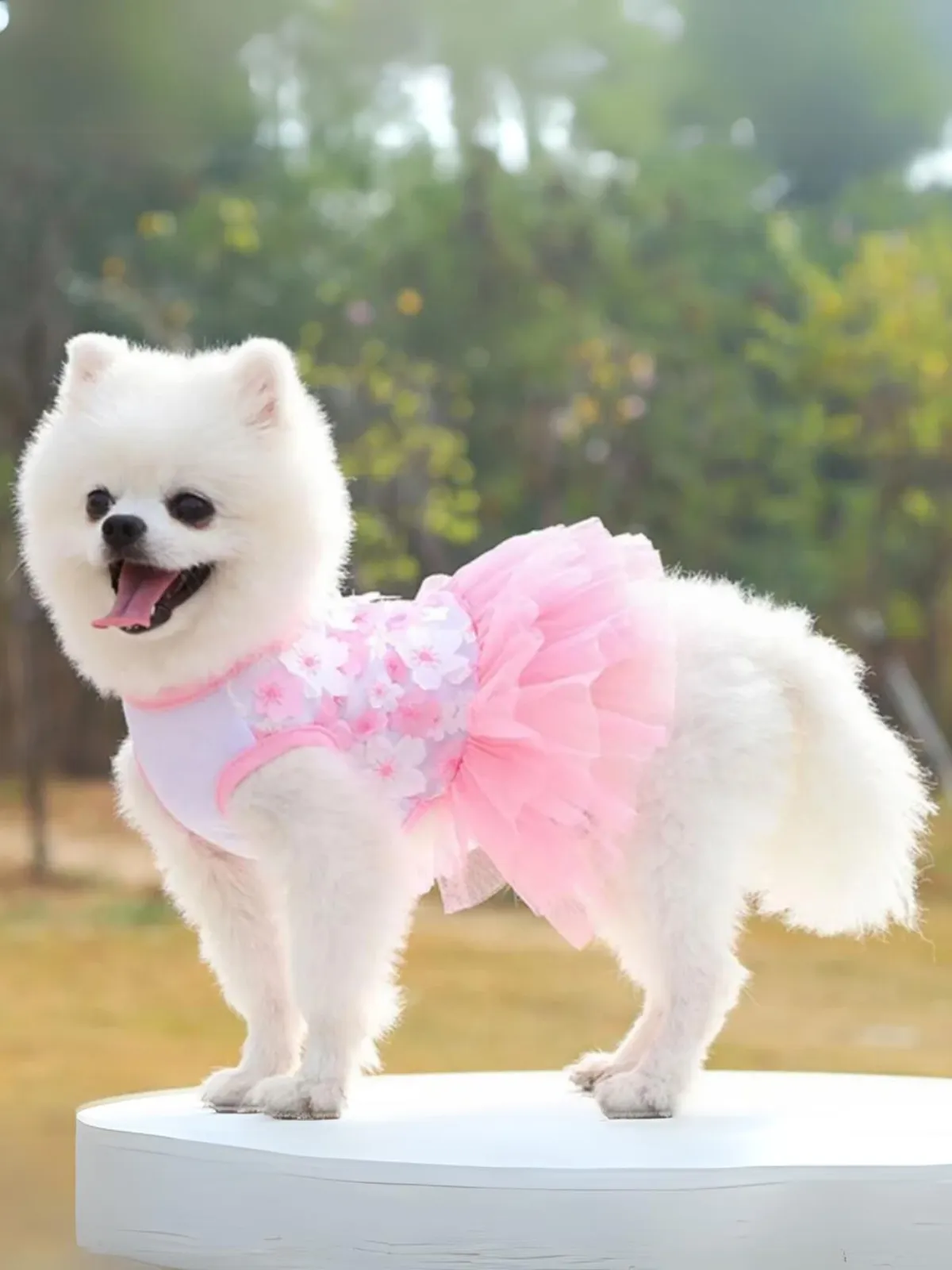 Lovely Floral Lace Chiffon Dog Summer Dress