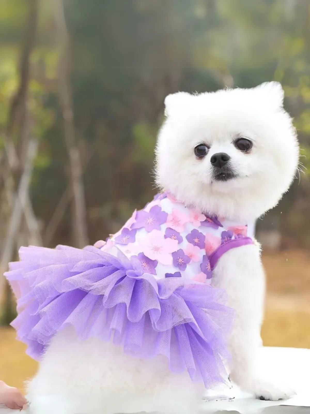 Lovely Floral Lace Chiffon Dog Summer Dress