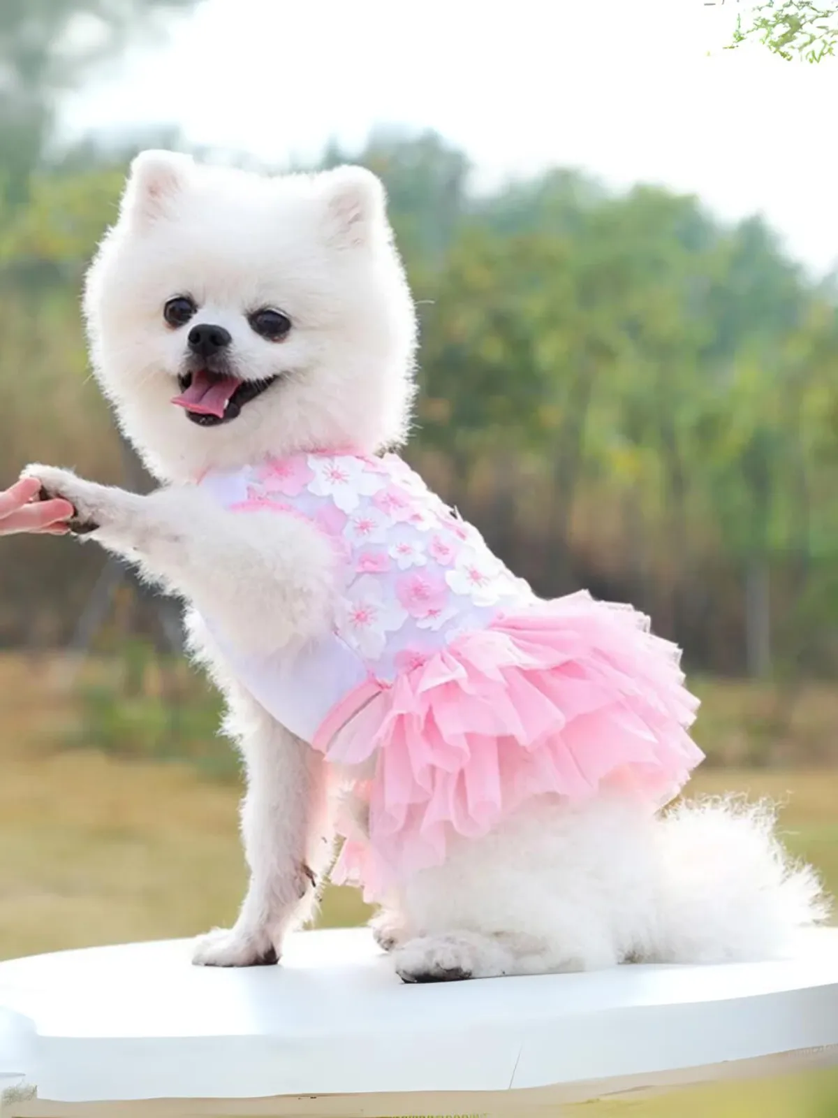 Lovely Floral Lace Chiffon Dog Summer Dress